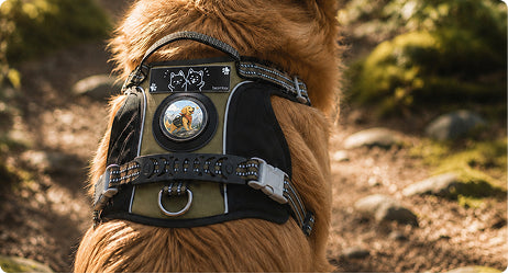 Beambox pet safety display badge on a harness